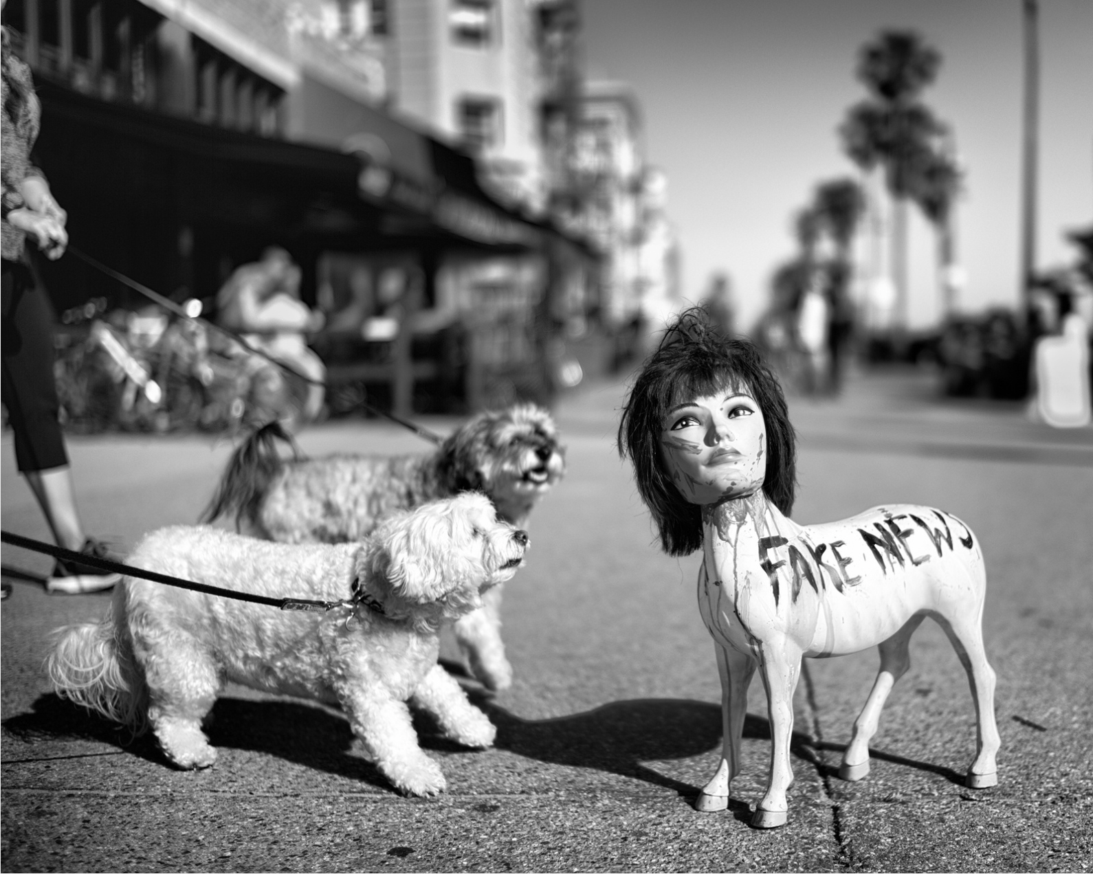 Exploring Dogtown: A photographic journey with Dotan Saguy in